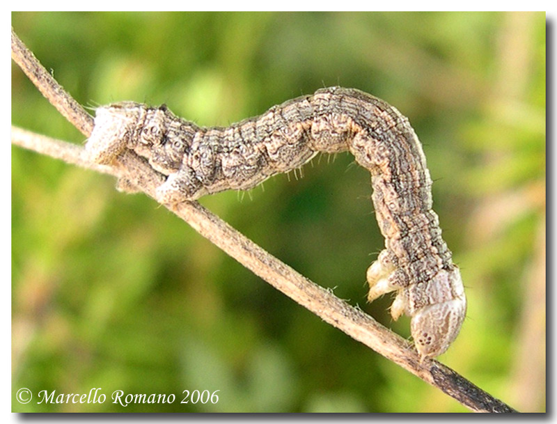 Bruchi fra l''erica, seconda parte: Athroolopha chrysitaria